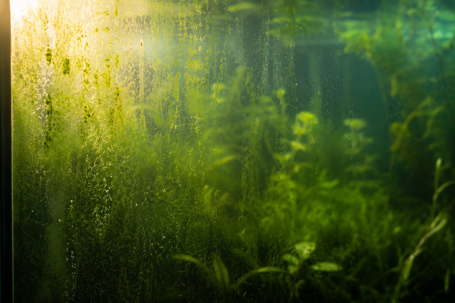 A close look at green algae growing on aquarium glass, backlit so the film glows against deep green water behind it.